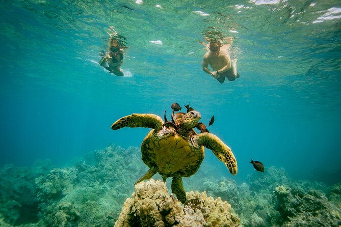 molokini-snorkel-whale-watching-from-kihei