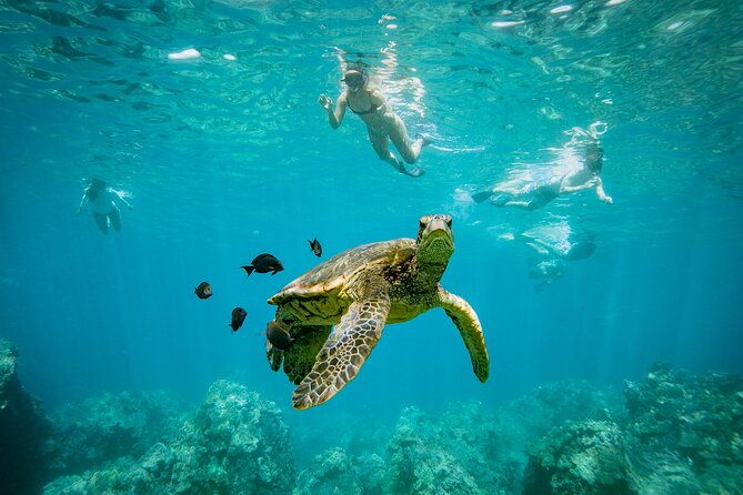 molokini-snorkel-whale-watching-from-kihei