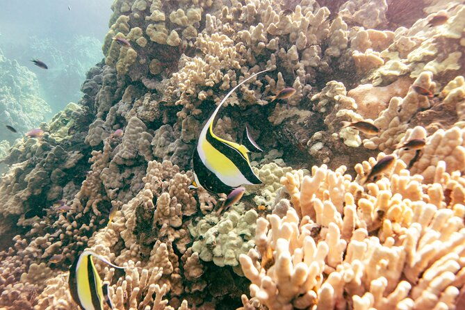 molokini-snorkel-whale-watching-from-kihei