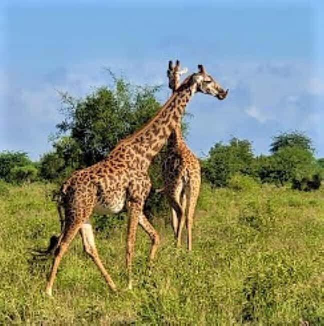 Mombasa: 2-Day Safari to Taita Hills Game Sanctuary - Day 1: The Wildlife Safari Begins