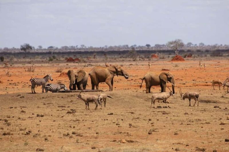 Mombasa: 3-Day Amboseli and Tsavo West Safari - Accommodation and Meals
