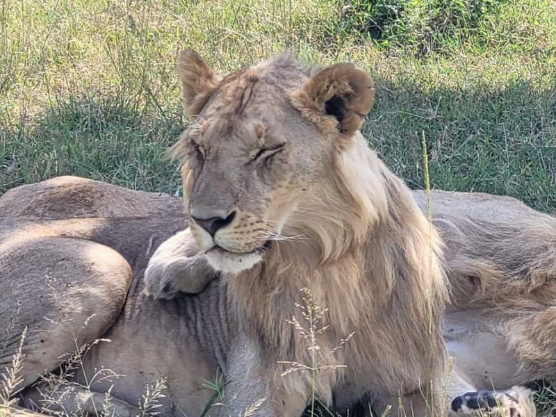 Mombasa: 3-Day Tsavo East and West Safari with Accommodation - Practical Tips for Travelers