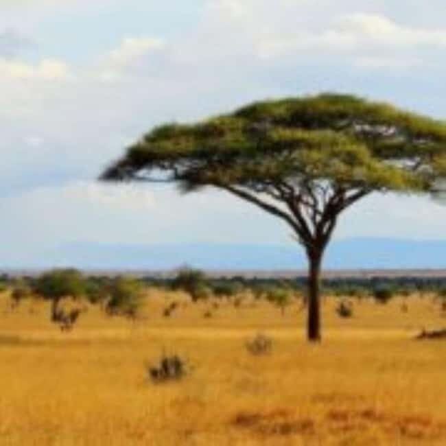 Mombasa: 3 Days, 2 nights Safari to Tsavo West from Mombasa - Key Points