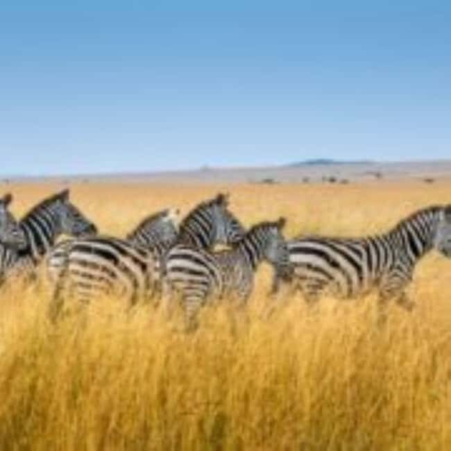 Mombasa: 3 Days, 2 nights Safari to Tsavo West from Mombasa - An Introduction to the Tsavo West Safari Experience