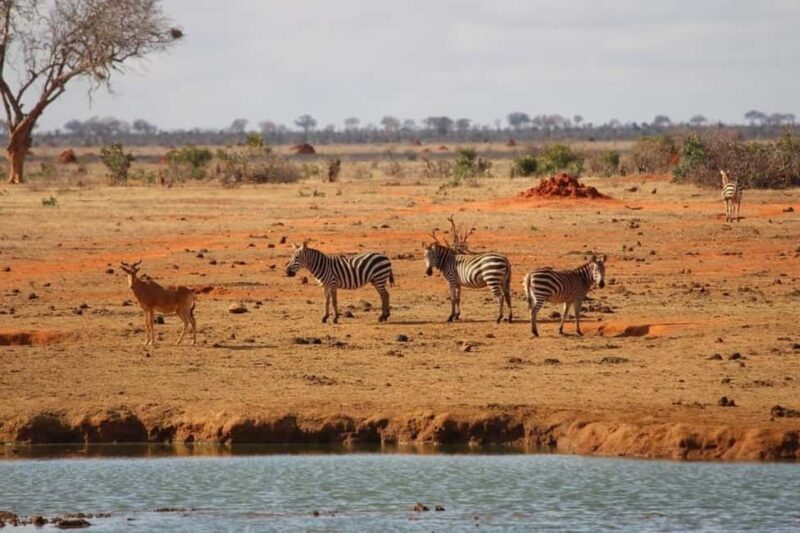 Mombasa: 4-Day Safari to Tsavo East, Tsavo West & Amboseli - Exploring Kenya’s Wild Side: A 4-Day Safari to Tsavo East, Tsavo West & Amboseli