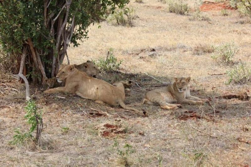 Mombasa: 4-Day Safari to Tsavo East, Tsavo West & Amboseli - Key Points