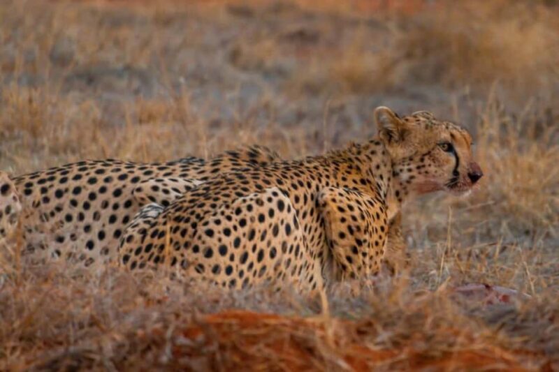 Mombasa: 4-Day Safari to Tsavo East, Tsavo West & Amboseli - FAQ