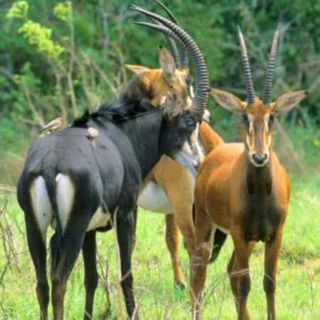 Mombasa: 4-Dayhoneymoon Tour at Diani Beach and Shimba Hills - What’s Included and Whats Not