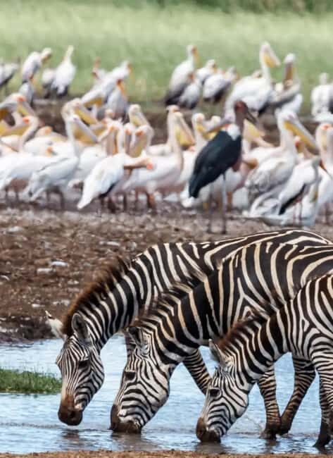 Mombasa: 6-Day Tsavo West, Tsavo East, and Amboseli Safari - An In-Depth Look at the 6-Day Safari Experience