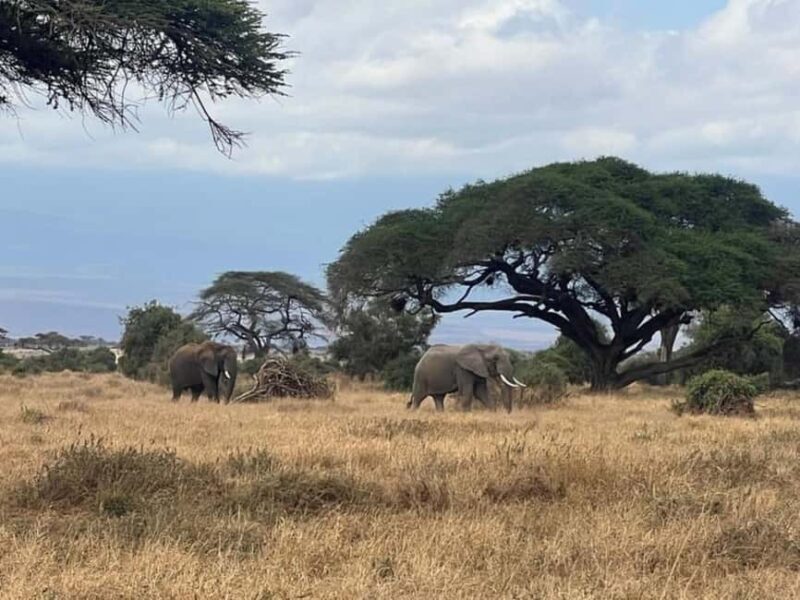 Mombasa: 6-Day Tsavo West, Tsavo East, and Amboseli Safari - Practical Tips for Your Safari