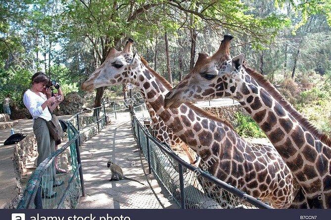 Mombasa city tour, Fort Jesus and Haller Park - What Travelers Say