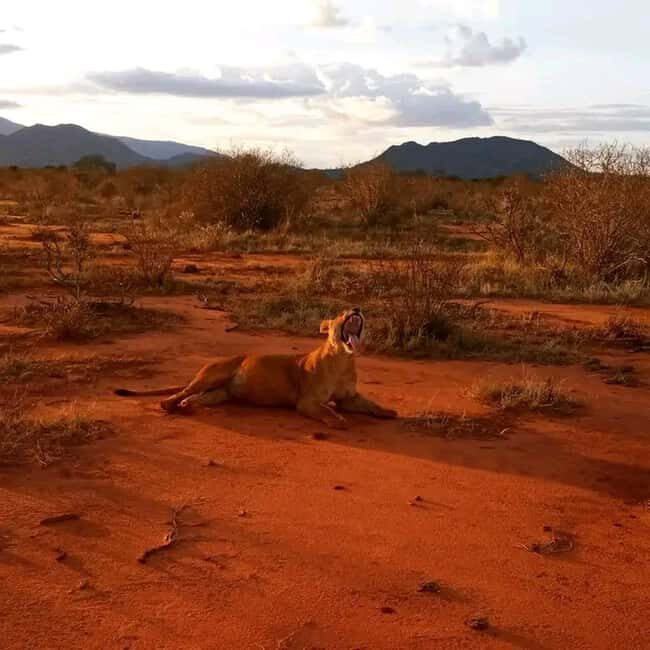 Mombasa/Diani: 2-Day Tsavo East National Park Safari - Key Points