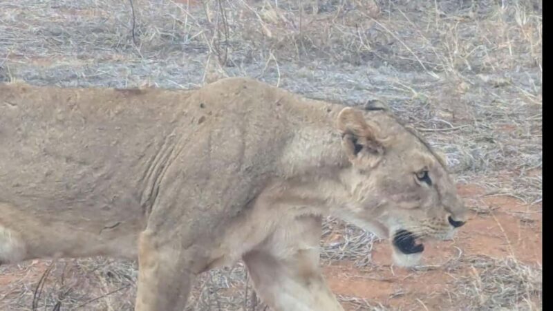 Mombasa/Diani: 2-Day Tsavo East National Park Safari - Practical Considerations & Tips