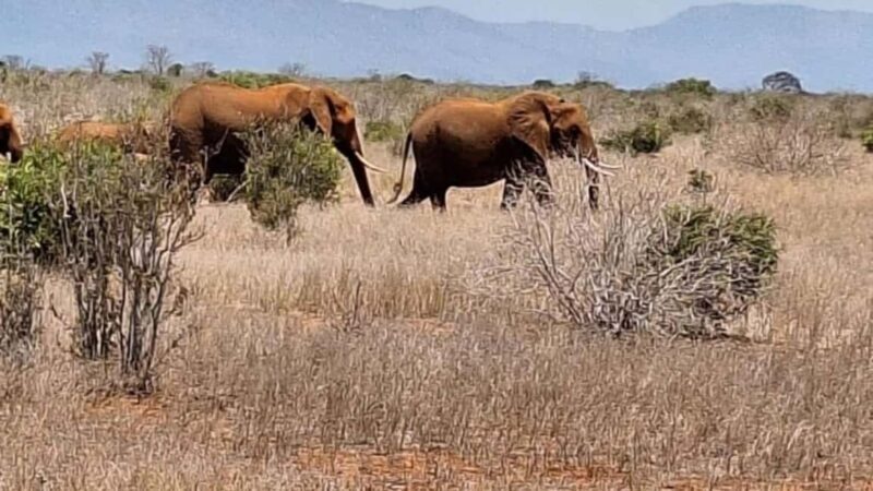 Mombasa/Diani: 2-Day Tsavo East National Park Safari - Who Is This Safari Best For?
