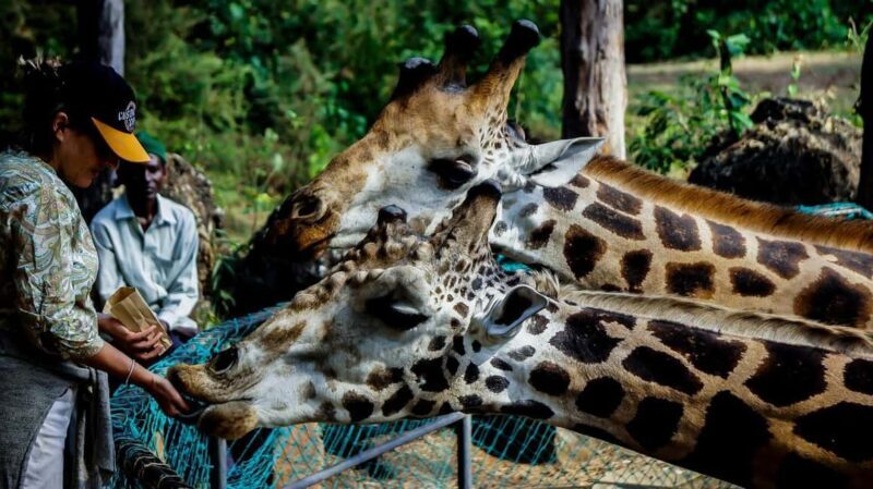 Mombasa/Diani: Unforgettable Private City Tour Of Mombasa. - In-Depth Look at the Itinerary