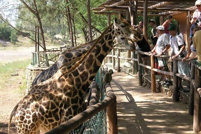 Mombasa Getaway with Haller Park Tours - FAQs