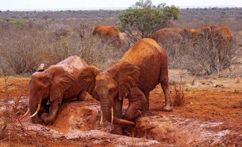 Mombasa: Overnight Safari to Tsavo East From Diani Beach - The Value: Is It Worth the Price?