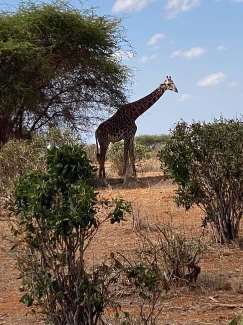 Mombasa: Tsavo East Ngutuni Sanctuary Overnight Safari - Key Points