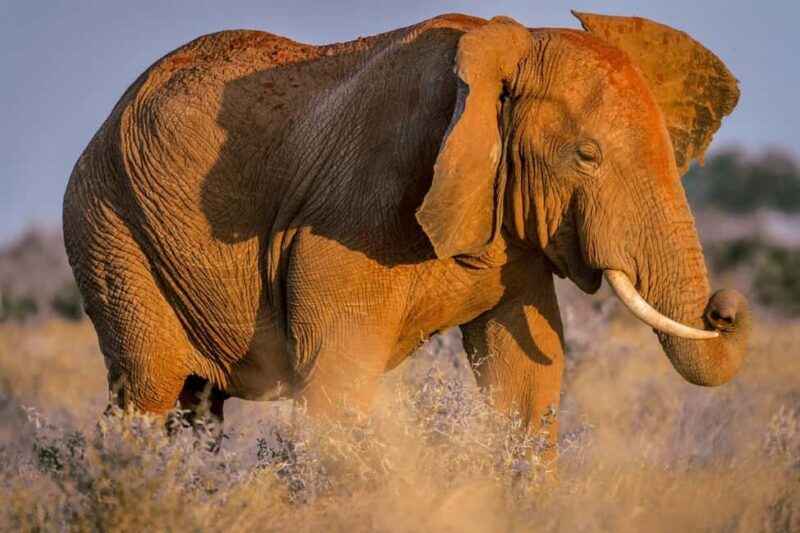 Mombasa: Tsavo East Ngutuni Sanctuary Overnight Safari - Wildlife Encounters and Photography