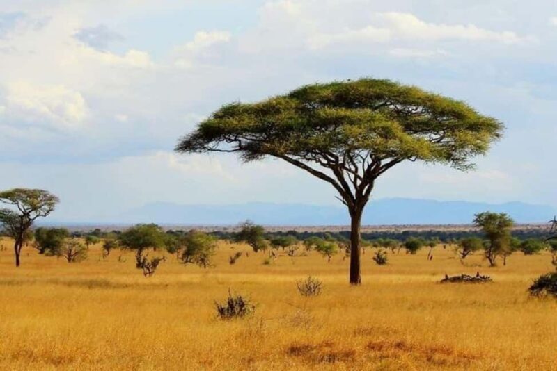 Mombasa: Tsavo East Park Day Trip with Foreign Languages - An Honest Look at the Tsavo East Day Trip Experience