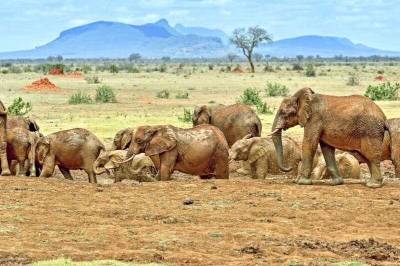 Mombasa: Tsavo East Park Day Trip with Foreign Languages - Practical Details and Tips