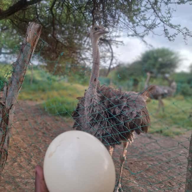 MOMBASA:FortJesus,OldCity,GiraffeOstrich,Oryx,Eland,WildTour - Exploring Mombasa: A Full-Day Cultural and Wildlife Adventure