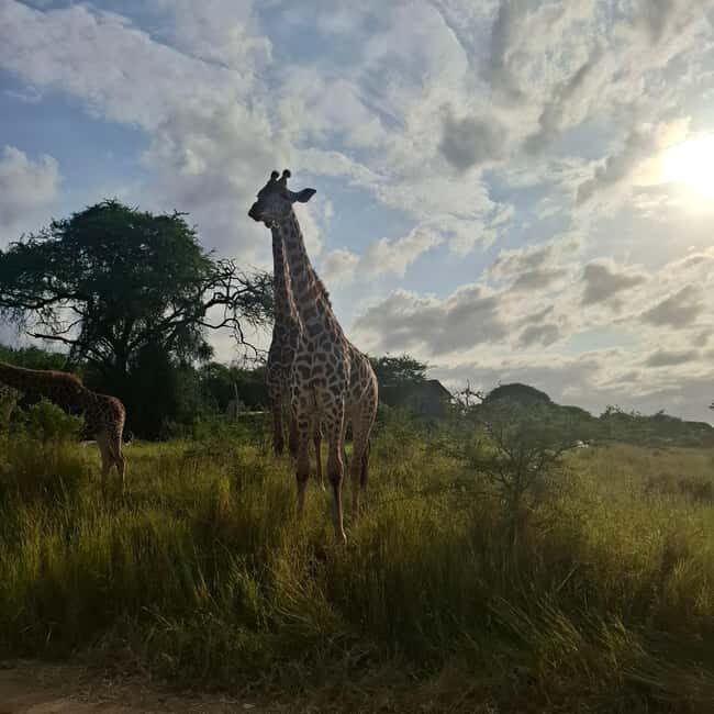 MOMBASA:FortJesus,OldCity,GiraffeOstrich,Oryx,Eland,WildTour - Final Thoughts