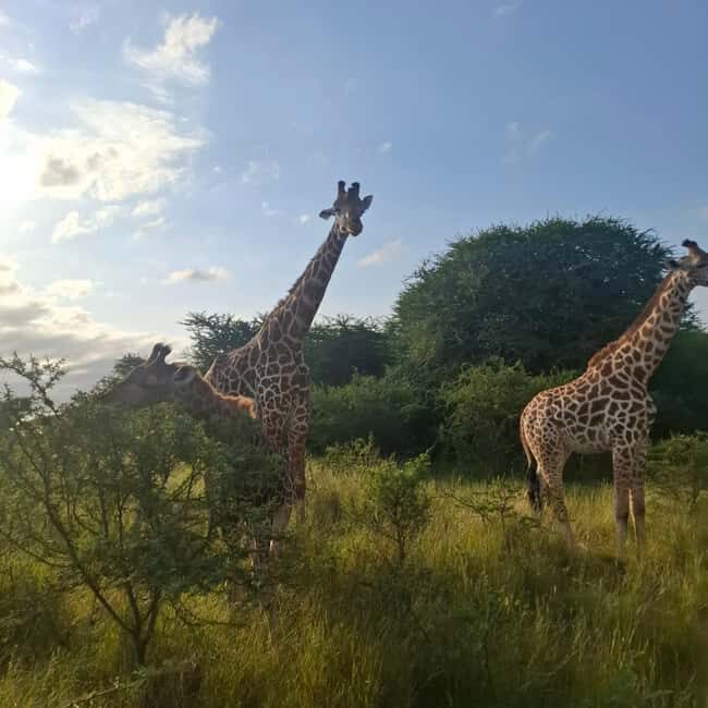 MOMBASA:FortJesus,OldCity,GiraffeOstrich,Oryx,Eland,WildTour - FAQs