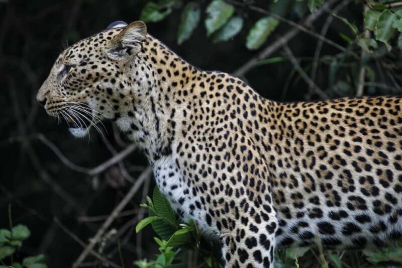 Mombasa:Private Guided City Tour - Practical Details and Considerations