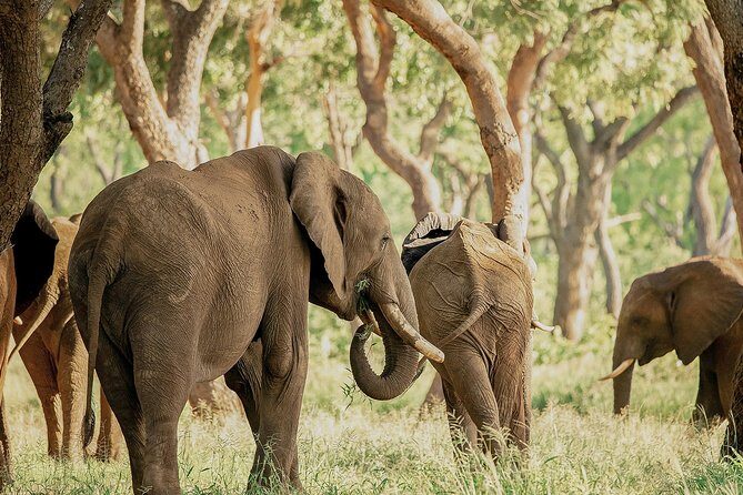 Moments with Elephants - The Experience in Detail