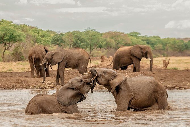 Moments with Elephants - Who Would Love This Tour?