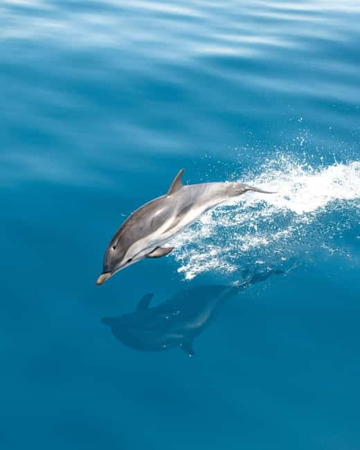 Monaco : Cetacean Watching Boat Cruise - Practical Tips for Your Trip