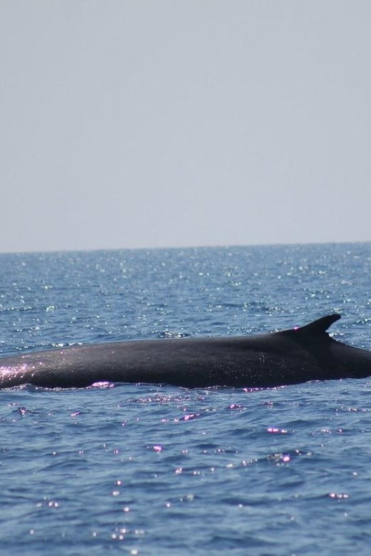 monaco-cetacean-watching
