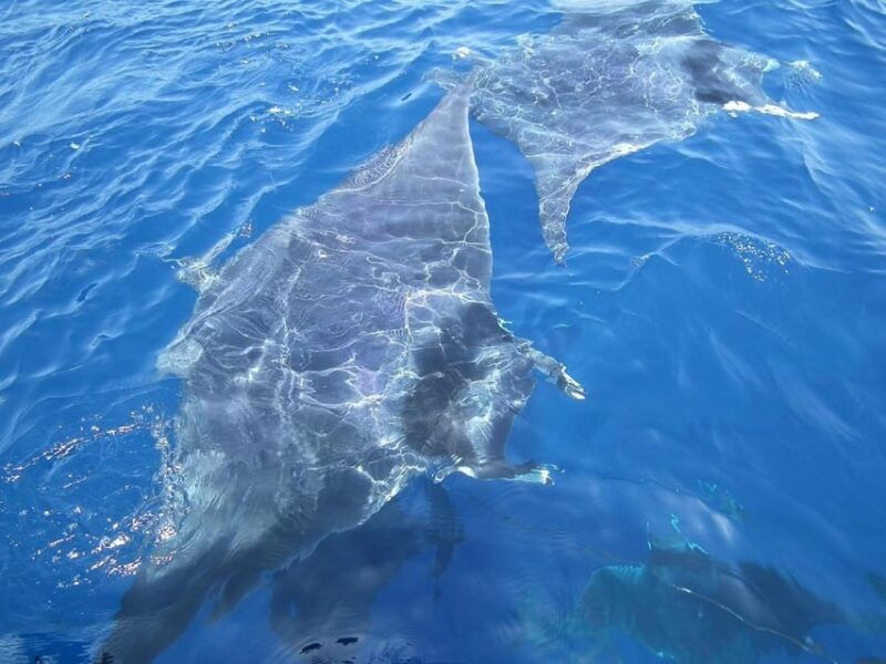 monaco-cetacean-watching