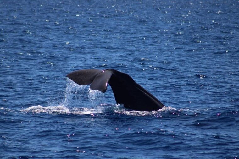 monaco-cetacean-watching