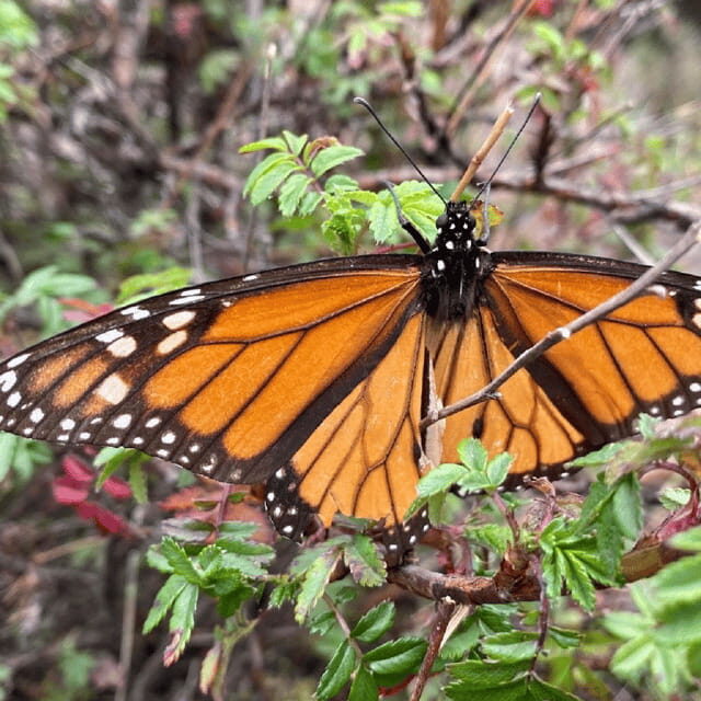 Monarch Butterfly Mexico Reserve Sanctuary & Valle de Bravo - Practical Details: Transport, Timing, and Cost