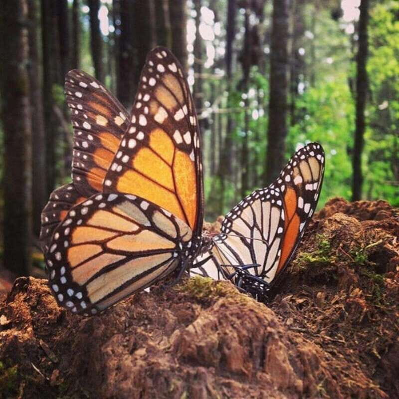Monarch Butterfly Mexico Reserve Sanctuary & Valle de Bravo - What to Pack and Prepare