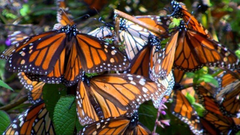 Monarch Butterfly Mexico Reserve Sanctuary & Valle de Bravo - Seasonality and Weather
