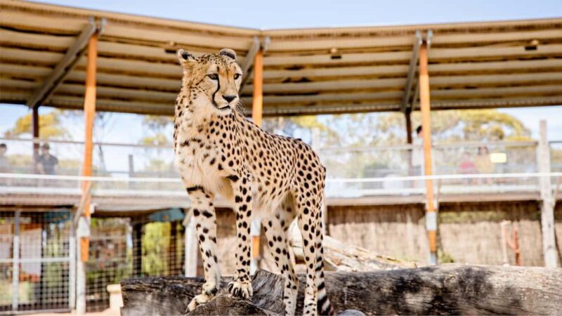 Monarto Safari Park: Cheetah Experience - Introduction