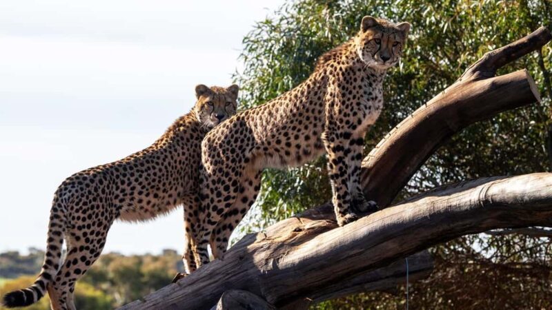 Monarto Safari Park: Cheetah Experience - Key Points