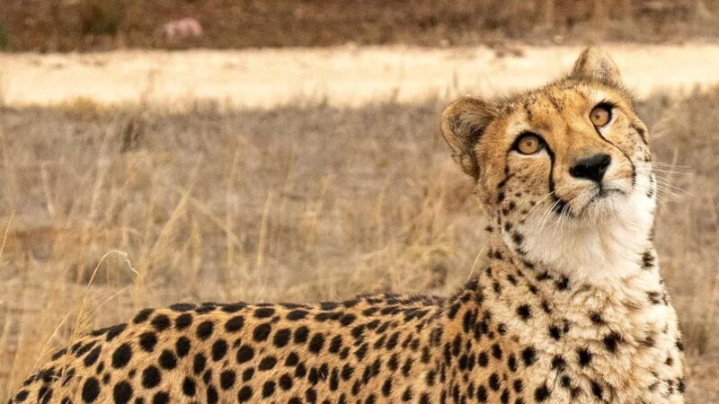 Monarto Safari Park: Cheetah Experience - The Sum Up