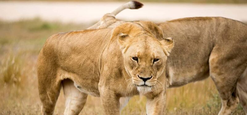Monarto Safari Park: Keeper for a Day - The Sum Up