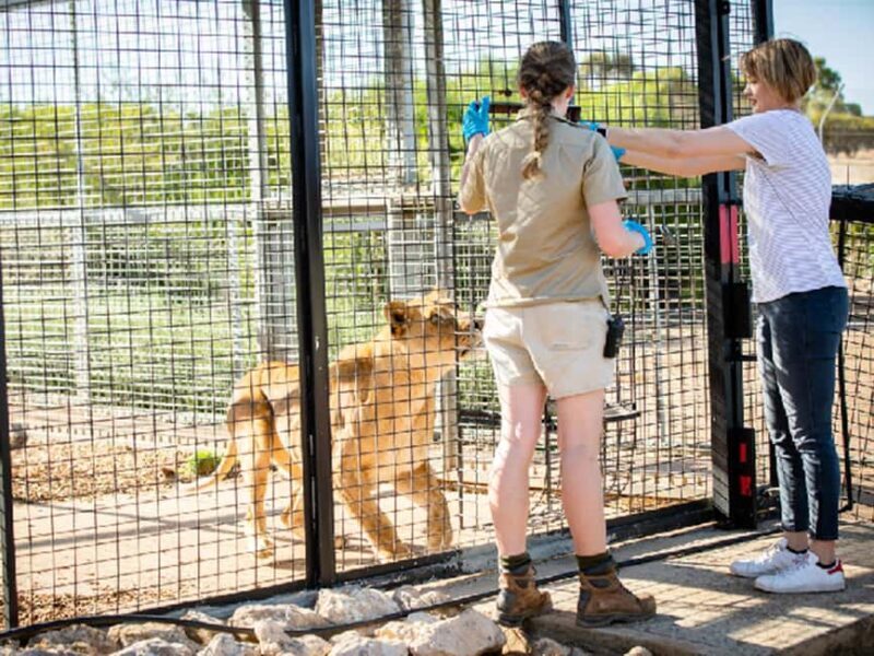 Monarto Safari Park: Lions At Bedtime - Introduction