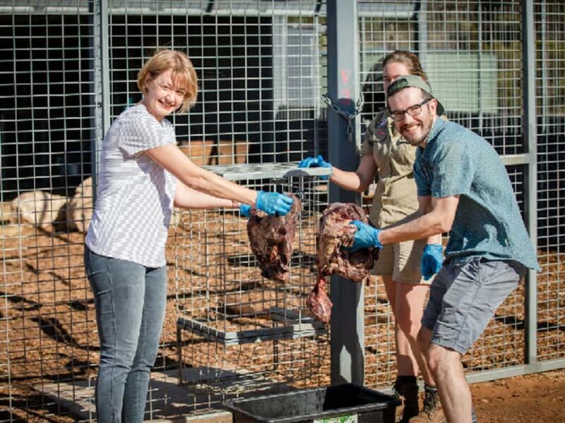 Monarto Safari Park: Lions At Bedtime - The Itinerary Breakdown: What to Expect