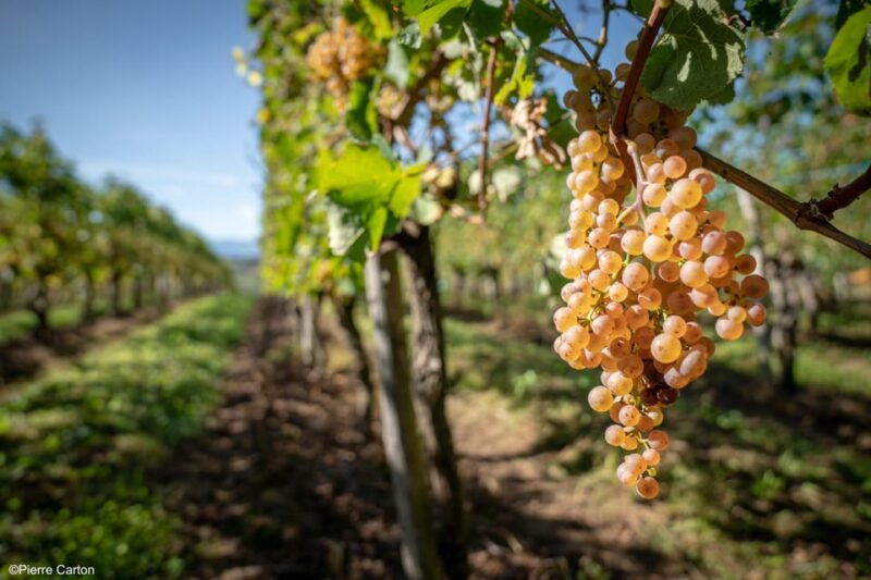 monein-suspicion-in-jurancon