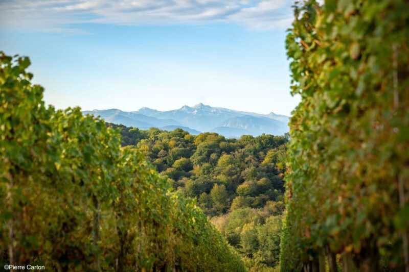 monein-suspicion-in-jurancon