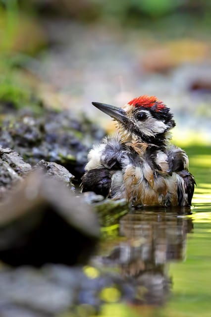 monferrato-birdwatching-and-wildlife-photography-experience