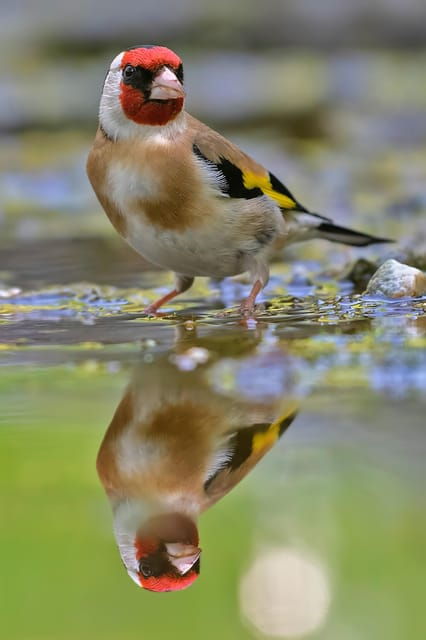 monferrato-birdwatching-and-wildlife-photography-experience