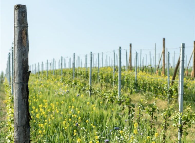 monferrato-wine-tour-picnic-in-the-vineyards