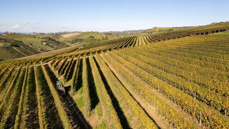 Monforte d'Alba: 7 glasses of Langhe with visit to Winery and Vineyards - Practical Details: What You Need to Know